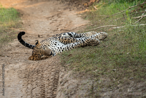 Leopard %28Panthera pardus%29 resting on the ground 