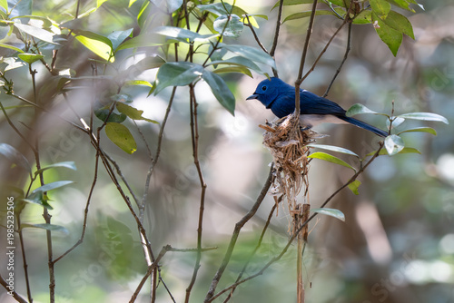 The Black-naped Monarch or Black-naped Blue Flycatcher (Hypothymis azurea) on his nest