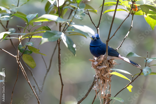 The Black-naped Monarch or Black-naped Blue Flycatcher (Hypothymis azurea) on his nest