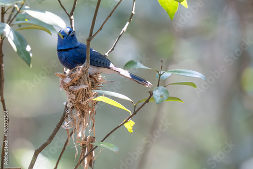The Black-naped Monarch or Black-naped Blue Flycatcher (Hypothymis azurea) on his nest