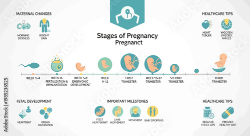 An Illustrated Guide to the Stages of Pregnancy and Fetal Development