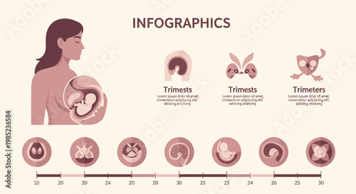 Detailed Infographic Illustrating the Progressive Stages of Fetal Development and Growth Throughout Human Pregnancy Trimesters