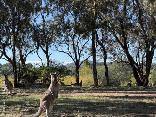 Картината върху платно A watchful kangaroo with the mob resting behind it.