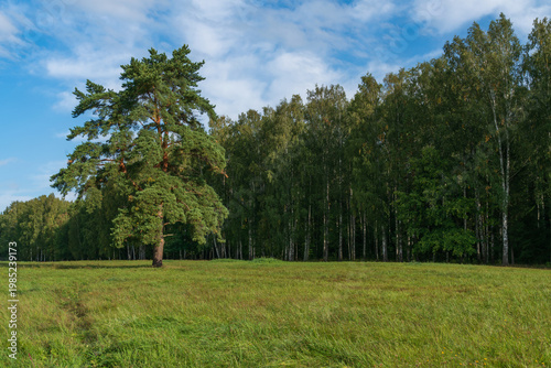 A single pine tree in a meadow against the background of a birch grove in the Great Zvezda part of the Pavlovsky Palace and Park Complex on a sunny summer day, Pavlovsk, St. Petersburg, Russia