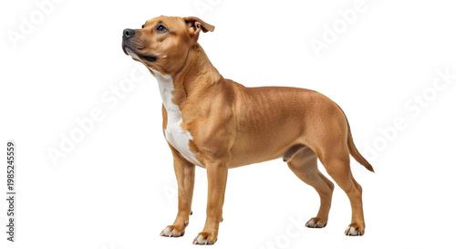 jack russell terrier puppy png