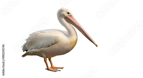 pelican on png background