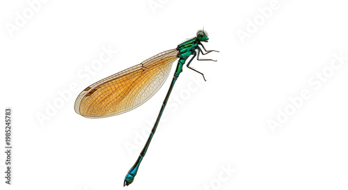 dragonfly on png background