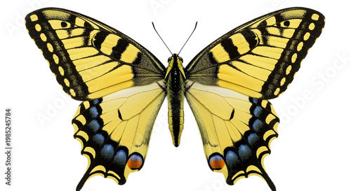 butterfly isolated on png