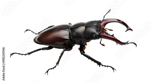 stag beetle isolated on png background