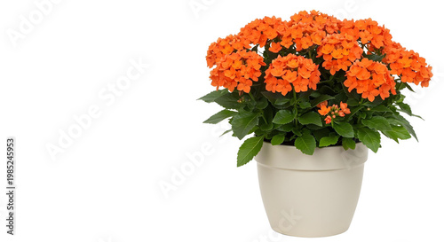 orange chrysanthemum in a vase png
