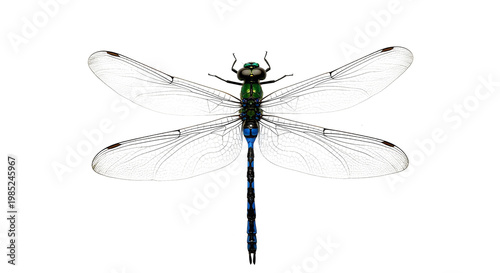 dragonfly on png background