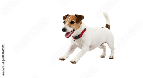 jack russell terrier puppy isolated on png
