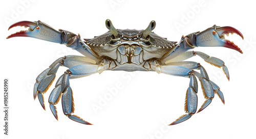 crab isolated on png background