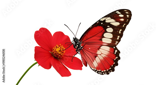 butterfly on png background
