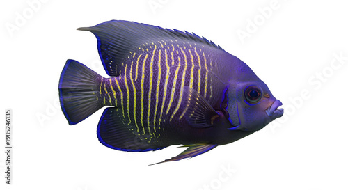 tropical fish isolated on png