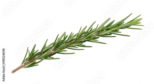 branch of pine png