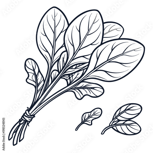 spinach vector