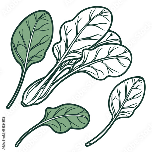 spinach vector