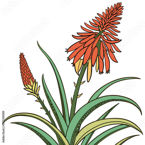 red hot poker colorful on white background