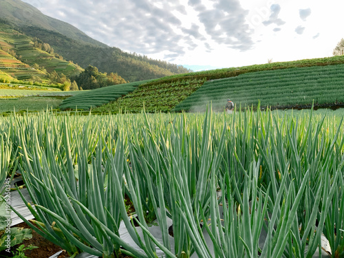 Εκτύπωση καμβά Early morning farmer caring for green onion crops on vast mountain terraces
