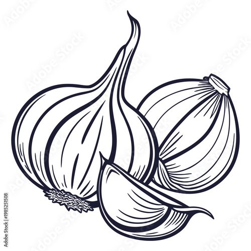 garlic vector