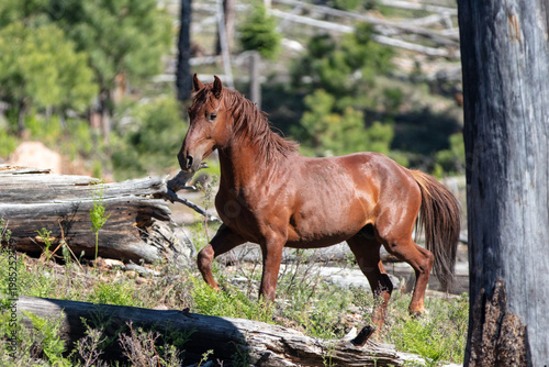 Photos Bright Red Chestnut wild horse stallion near Black Canyon Lake in the Apache Sit