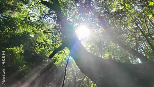 朝の立岩水源　阿蘇