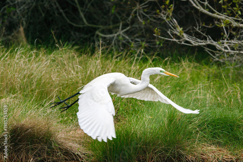 A white Great Egret (Ardea alba) takes flight from a grassy spot along a wetland bank