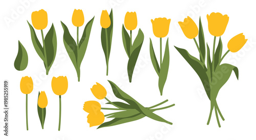 Yellow Tulips Flower Collection - Spring Floral Elements