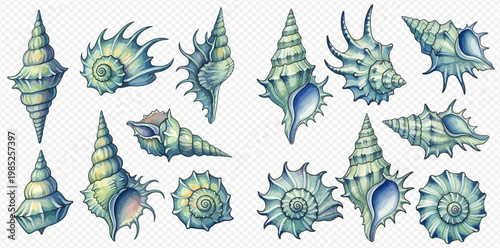 Collection of various seashells on a transparent background, perfect for marine-themed designs.