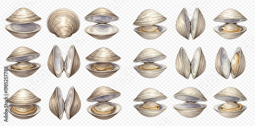 Set of fresh clams in various open and closed positions.