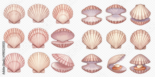 Set of realistic scallop seashells in various positions, including open and closed, with and without pearls, on a transparent background.