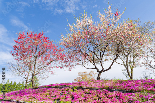 花桃と芝桜の咲く恵那峡の里（芝桜花桃公園・岐阜県恵那市）