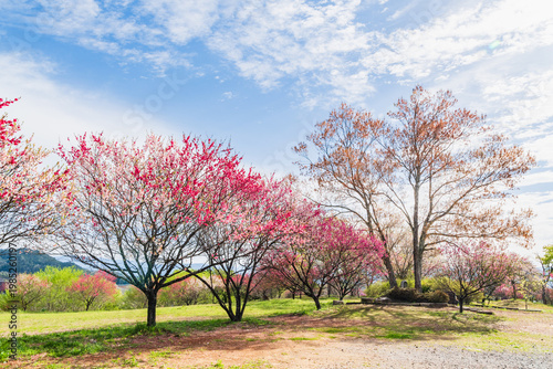 花桃の咲く恵那峡の里（芝桜花桃公園・岐阜県恵那市）