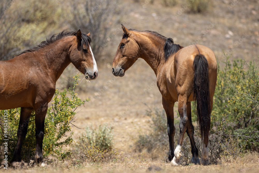 Fototapeta premium Wild Bay Stallions Engaging in Dominance Behavior in the Pobrecito region of the Salt River Wild Horse Management area near Scottsdale Arizona United States