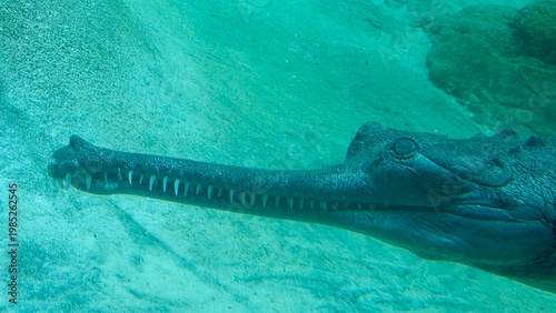 Underwater gharial in clear water