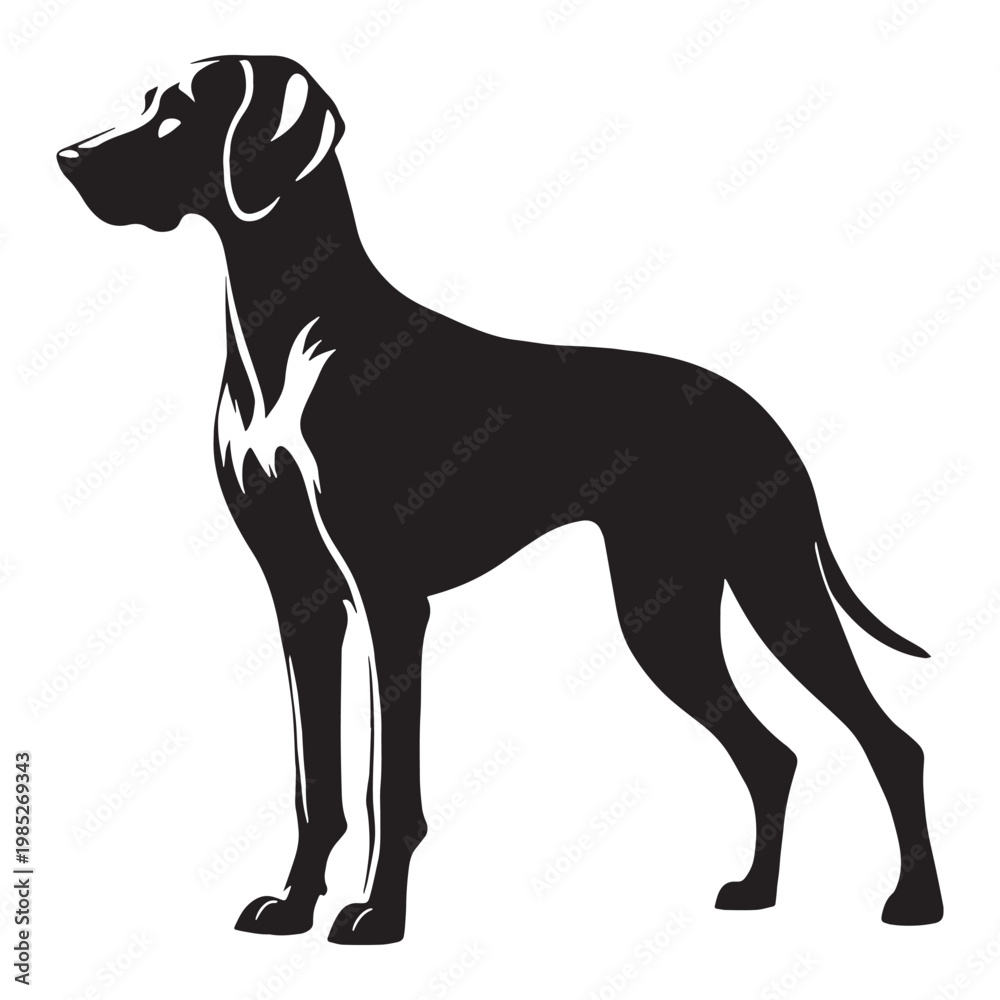 Fototapeta premium Weimaraner Dog Elegant Hunting Breed Loyal Intelligent Fast Runner Silver Coat Energetic Companion Family Dog Active Lifestyle Friendly Protective Strong Athletic Smart Obedient German Origin.