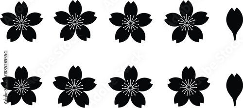 Black cherry blossoms and leaves isolated on a grey background.