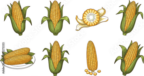 Corn Cob Collection Set with Fresh Maize Ears and Kernels Isolated Farm Vegetable Vector Illustration Design