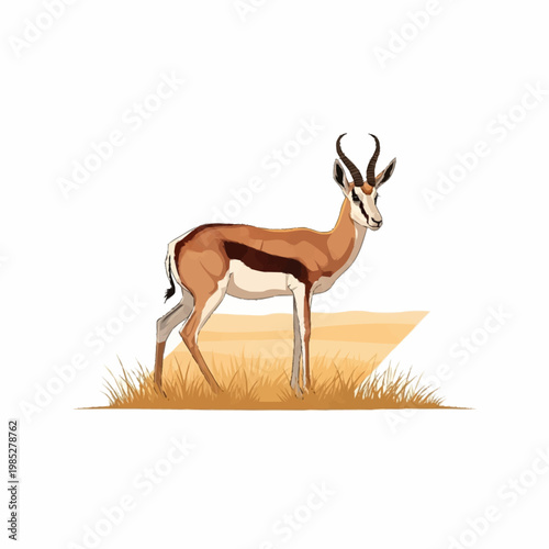 Vector illustration of a springbok antelope standing in dry savanna grass, featuring characteristic lyre-shaped horns, dark lateral stripe, and white belly, isolated on white background.