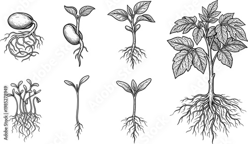 Hand Drawn Seed Germination Stages Botanical Illustration Showing Root Growth Sprout Development And Mature Plant With Detailed Root System Vintage Style