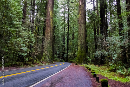 The Road - Avenue of the Giants in California