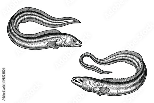 Vintage engraving of moray eels a detailed zoological illustration from historical natural history collections