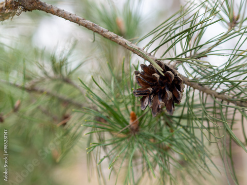 Close-up of a pine cone hanging on a branch with green needles, captured in soft natural light with a shallow depth of field and blurred background