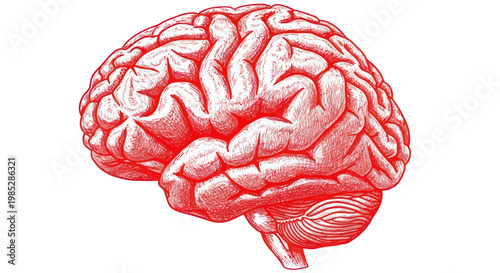 Red Hand-Drawn Illustration of Human Brain, White Background