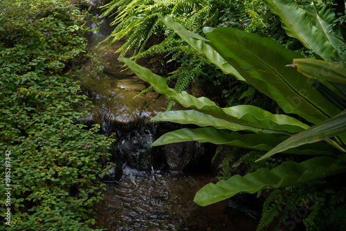 фотографія Tropical moss and fern garden with unique waterfalls and humid loving plants and
