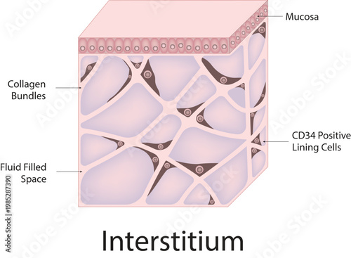 Interstitium Science Design Vector Illustration Diagram