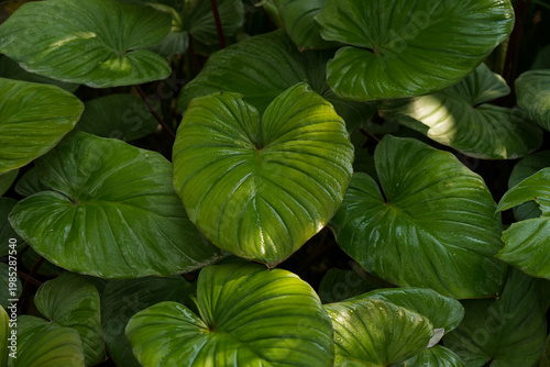 Fotografia Tropical moss and fern garden with unique waterfalls and humid loving plants and