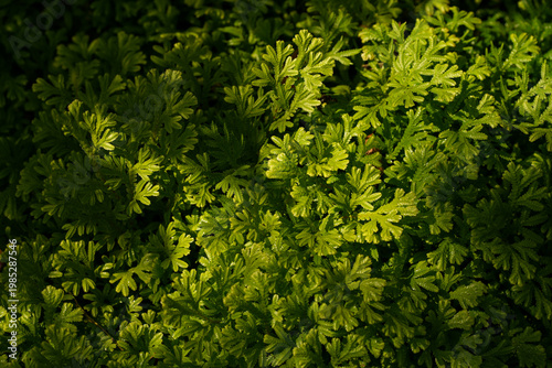 Bilde på lerret Tropical moss and fern garden with unique waterfalls and humid loving plants and