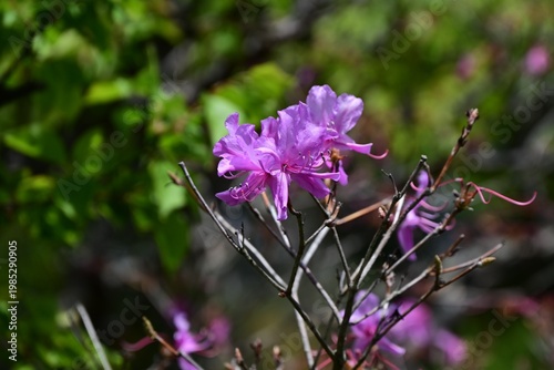 Rhododendron dilatatum flowers. Ericaceae deciduous shrub. It produces pink flowers in spring before the leaves appear.